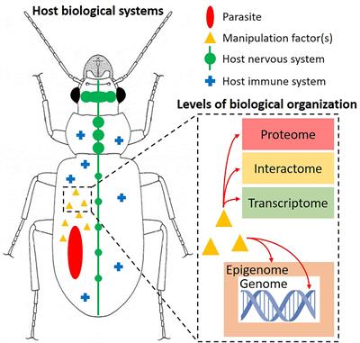 Host Manipulation, Gene Editing, and Non-Traditional Model Organisms: A New Frontier for Behavioral Research?